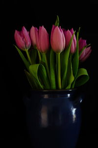 Close-up of pink tulips in vase against black background