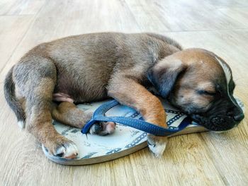 Dog sleeping on hardwood floor