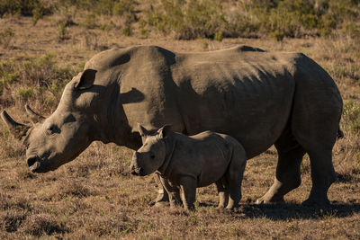 Rhinoceros with calf on field