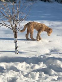 Dog on snow covered field