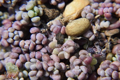 Full frame shot of blueberries