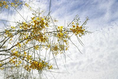 Low angle view of flowering plant against sky