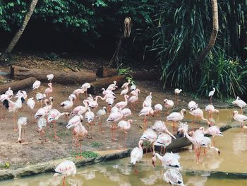 View of birds in lake