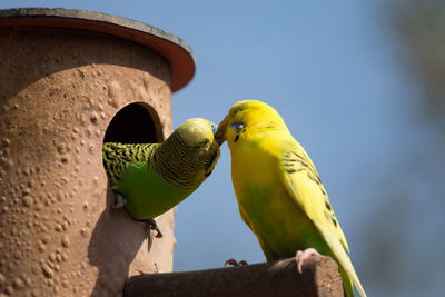 Close-up of budgies kissing at birdhouse