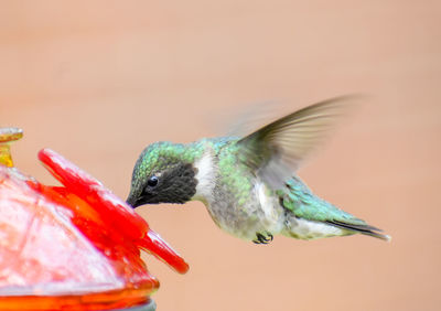 Close-up of bird flying