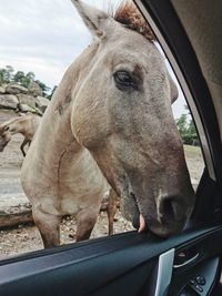 Close-up of horse in ranch