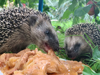 Close-up of sheep eating food