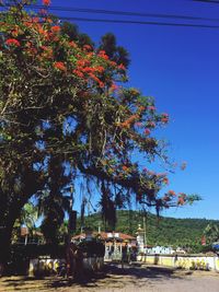 Low angle view of trees against blue sky