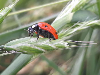 Close-up of ladybug on leaf