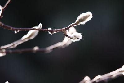 Close-up of white flowering plant