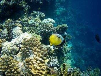 Fish swimming in sea