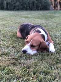 Dog resting on field