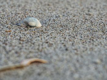 Close-up od seashell at beach