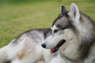 Close-up of dog looking away