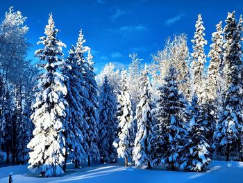 Pine trees on snow covered landscape