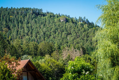 Plants and trees by house in forest against sky