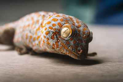 Close-up of spotted tokay gecko