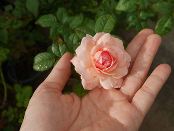 Close-up of hand holding rose flower