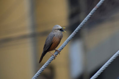 Low angle view of bird perching on metal