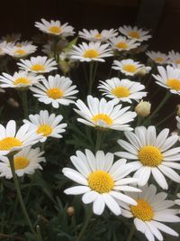 Close-up of white daisy flowers