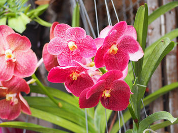 Close-up of pink flowers blooming outdoors