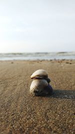 Close-up of seashell at beach