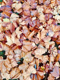 Full frame shot of dry maple leaves