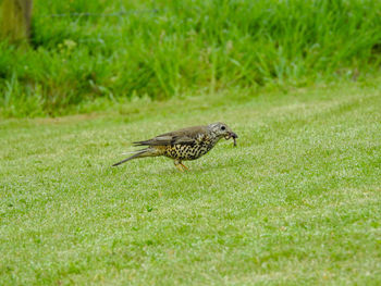 View of a bird on grass