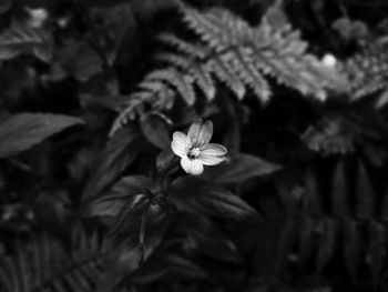 Close-up of flowers blooming outdoors