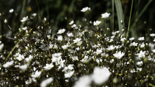 Close-up of white daisy flowers