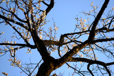 Low angle view of flower tree against clear sky