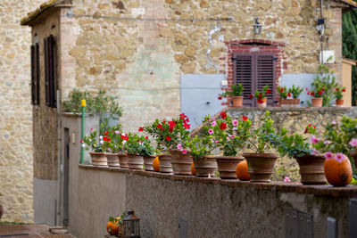 Potted plant outside house