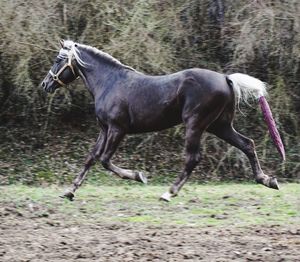 Full length of animals on field