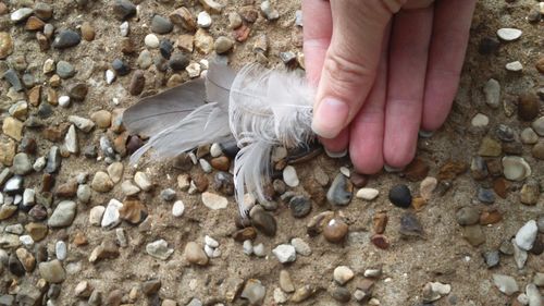 Close-up of hand feeding birds on pebbles