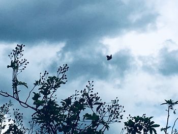 Low angle view of silhouette bird flying in sky