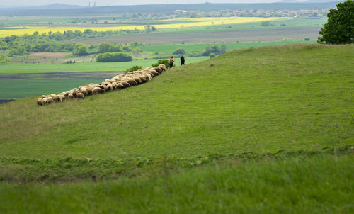 pasture