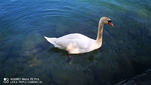 High angle view of swan swimming in lake