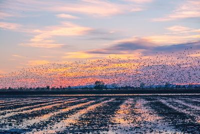 Scenic view of field against sky during sunset