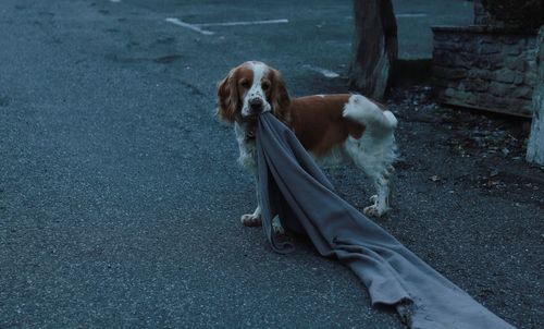 Rear view of dog on road