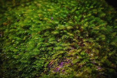 High angle view of moss growing on field