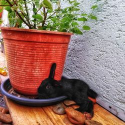 Black cat lying on potted plant against wall