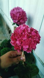 Close-up of pink flowers