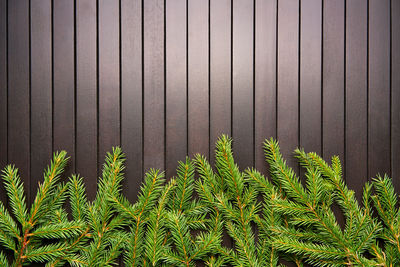 Close-up of plants growing against wall