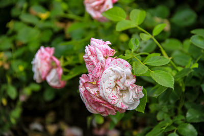 Close-up of pink rose flower