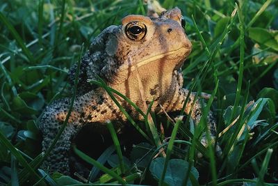 Close-up of frog on grass