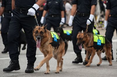 German shepherds walking with police force on street
