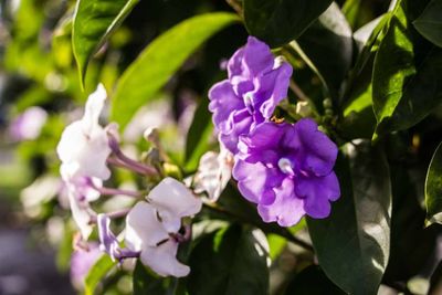 Close-up of purple flowers