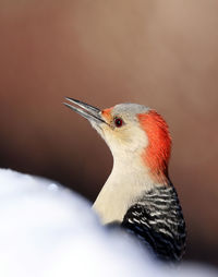 Close-up of bird