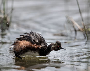 Bird drinking water in a lake