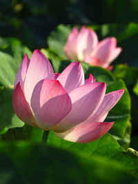 Close-up of pink water lily